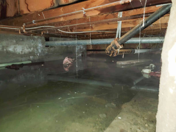 Best Water damage contractors near me  in Tea, SD